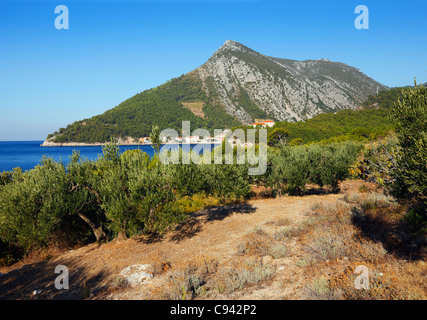 Olivenbäume auf der Halbinsel Peljesac Stockfoto