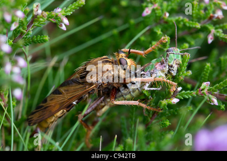 Hornet Robberfly (Asilus Crabroniformis) Essen eine Heuschrecke. Dorset, UK. Stockfoto