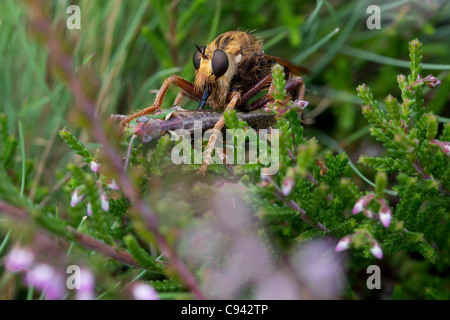 Hornet Robberfly (Asilus Crabroniformis) Essen eine Heuschrecke. Dorset, UK. Stockfoto