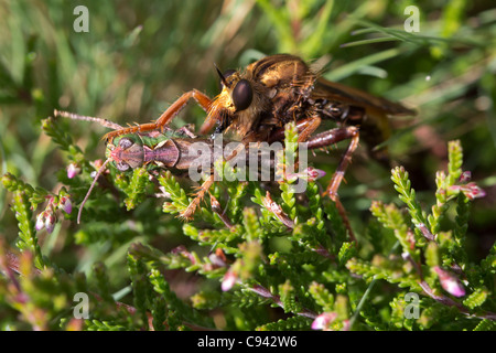 Hornet Robberfly (Asilus Crabroniformis) Essen eine Heuschrecke. Dorset, UK. Stockfoto