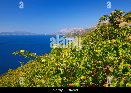 Weinberge auf dem Hügel in Peljesac Dalmatien - Kroatien Stockfoto