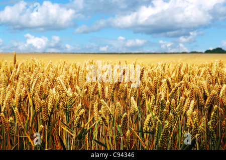 Reife Weizenfeld an einem Sommertag Stockfoto