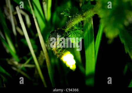 Weibliche Glow Worm (Lampyris Noctiluca) in der Nacht. Stockfoto