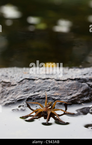 Raft Spinne (Dolomedes Fimbriatus) auf der Oberfläche des Teichs. Stockfoto