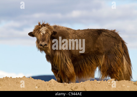 In den Steppen der Mongolei Yak Stockfoto