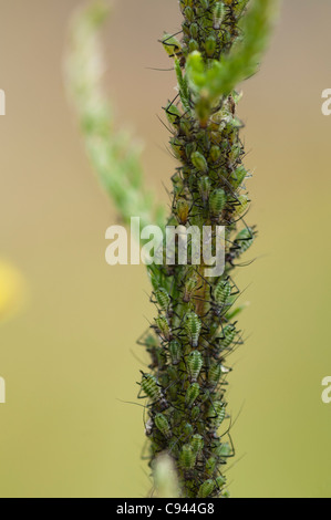 Rainfarn Blattläuse (Macrosiphoniella Tanacetaria) an Schafgarbe Pflanze (Achillea Millefolium) Stockfoto