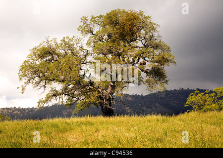 Kalifornien - Eichen entlang Figueroa Mountain Road im Los Padres National Forest. Stockfoto