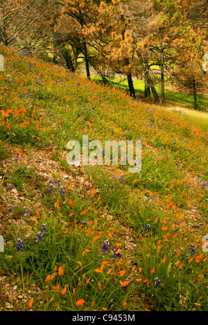 Kalifornien - Mohn und Lupinen blühen auf einem Hügel entlang der Bergstraße Figueroa im Los Padres National Forest. Stockfoto