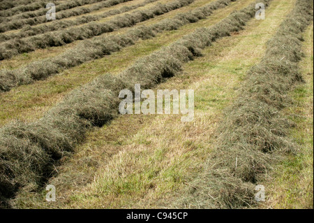 Hay ruderte bereit zu Ballen. Teesdale. Stockfoto