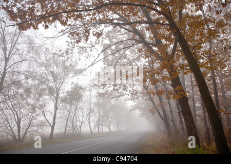 Waldweg in einem nebligen Herbsttag. Stockfoto