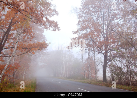 Waldweg in einem nebligen Herbsttag. Stockfoto