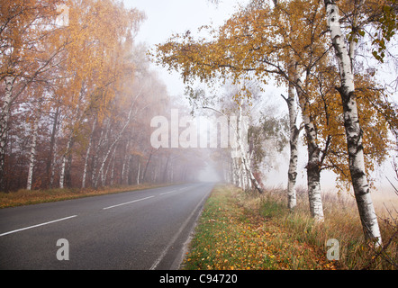 Waldweg in einem nebligen Herbsttag. Stockfoto