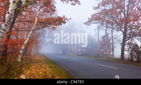 Waldweg in einem nebligen Herbsttag. Stockfoto