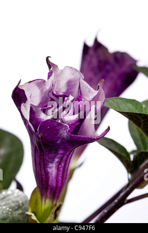 Devil's Trompete, Indisk spikklubba (Datura fastuosa) Stockfoto