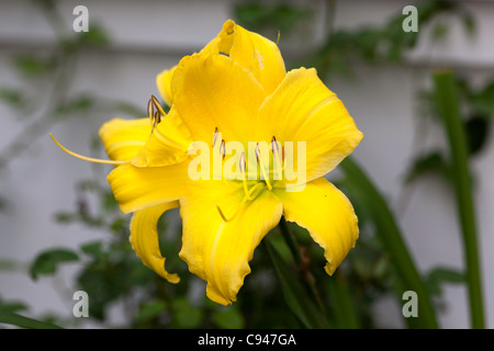 Großer Vogel (Hemerocallis) Stockfoto