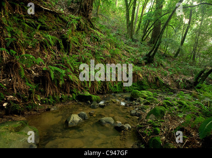 Ein remote prähistorischen Regenwald mit großen Farnen, Kalifornien, USA Stockfoto