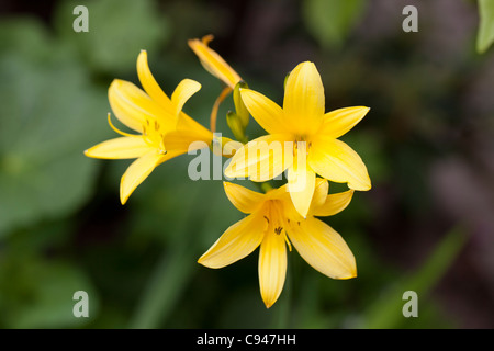 Zitronen-Taglilie (Hemerocallis Flava) Stockfoto