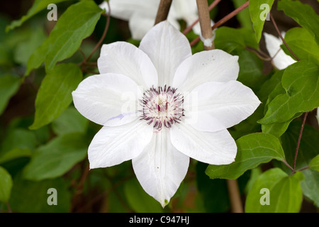 Miss Bateman (Hybrid Clematis) Stockfoto