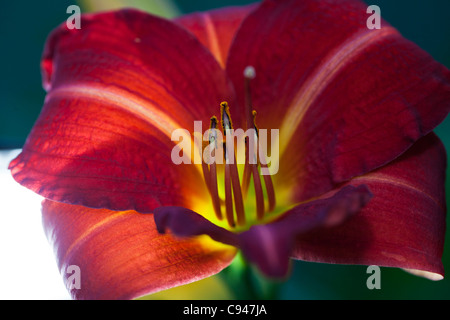 Red Rum (Hemerocallis) Stockfoto