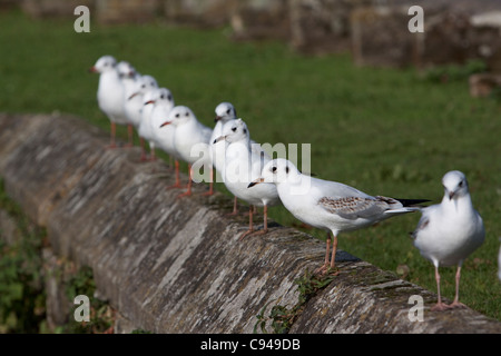 Eine Reihe von schwarzen Leitung Möwen thront auf einer Steinmauer Stockfoto