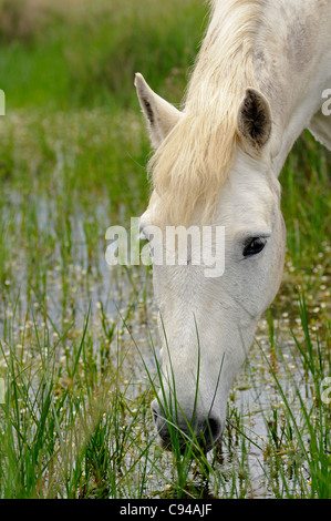 Camargue-Pferd ernähren sich von Pflanzen in einem Sumpfgebiet, Camargue, Frankreich Stockfoto