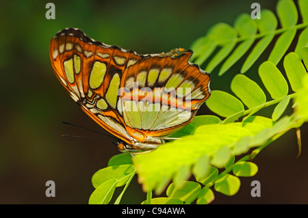 Tropischer Schmetterling Malachit, Siproeta stelenes Stockfoto