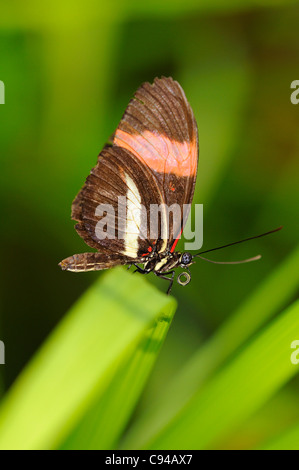 Tropischer Schmetterling Briefträger, Heliconius melpomene Stockfoto