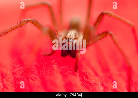 Haus Spinne Auf Eine Kugel Aus Roter Wolle Stockfoto Bild