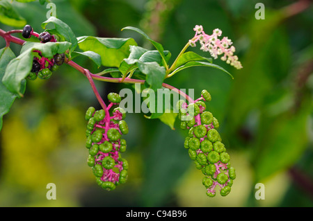 Blüten und unreifen Fruchtständen der amerikanischen Frankreich (Phytolacca Americana) Stockfoto