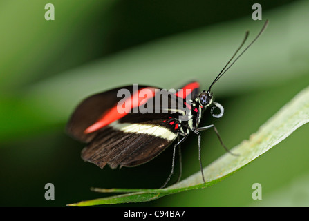 Tropischer Schmetterling Briefträger, Heliconius Melpomene, Mexiko Stockfoto