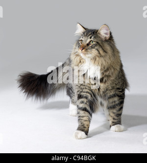 Tabby norwegische Waldkatze Kätzchen in leichten grauen Rücken Stockfoto