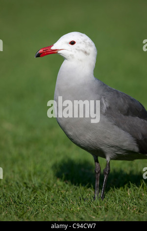 Heermann Möwe (Larus Heermanni), Erwachsene in der Häutung, Winterkleid. Stockfoto