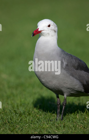 Heermann Möwe (Larus Heermanni), Erwachsene in der Häutung, Winterkleid. Stockfoto