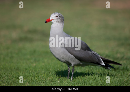 Heermann Möwe (Larus Heermanni), Erwachsene in der Häutung, Winterkleid. Stockfoto