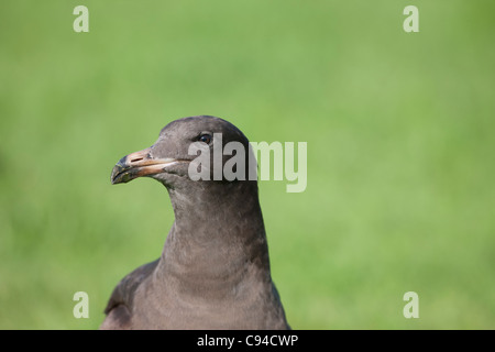 Heermann Möwe (Larus Heermanni), erster winter Gefieder. Stockfoto