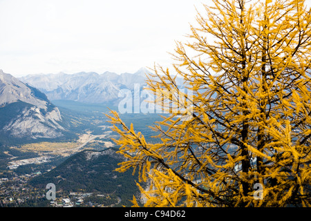 Lärche Tannennadeln wandte sich Gold im Okt. Banff National Park. Alberta. Kanada, Oktober 2011 Stockfoto