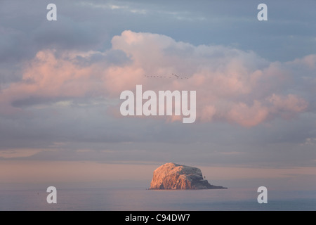 Abendsonne am Bass Rock mit rosa Footed Gänse im Formationsflug oben. Stockfoto