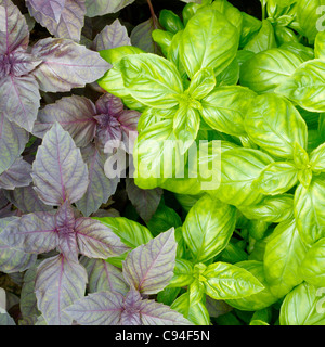 Grüne Basilikumblätter frische closeup Stockfoto