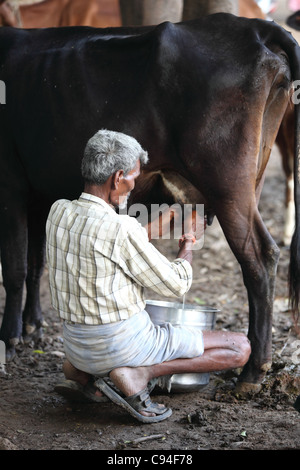 Mann Melken einer Kuh Indien Tamil Nadu, Indien Stockfoto