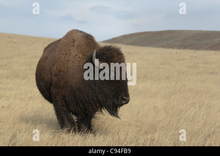 Amerikanische Bisons (Bison Bison), Custer State Park Stockfoto