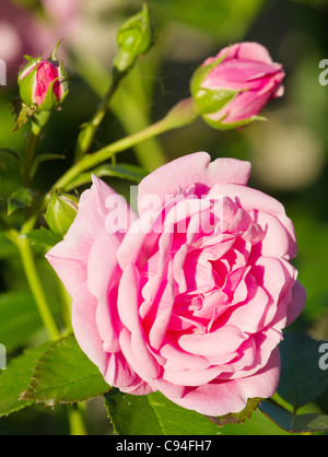 Schöne wilde Rosa Rosen Nahaufnahme Stockfoto