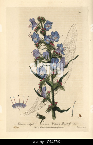 Viper's Bugloss, Echium Vulgare. Stockfoto
