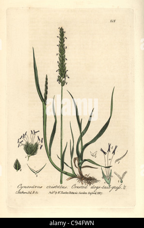 Crested Hunde-Tail Grass, Cynosurus Cristatus. Stockfoto