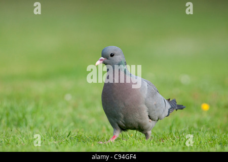 Hohltaube auf Rasen Stockfoto