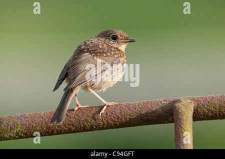 Young European Robin Erithacus Rubecula thront auf einem alten rostigen Tor Stockfoto