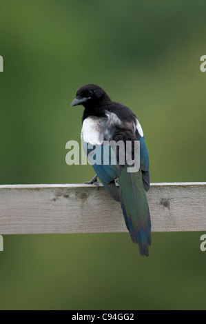 Elster (Pica Pica) thront auf einem Zaun Stockfoto