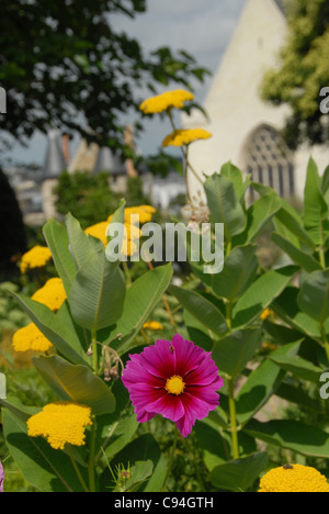 Château du Roi René, Burg des Königs René in Angers an der Loire im Departement Maine-et-Loire in Frankreich Stockfoto