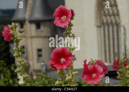 Château du Roi René, Schloss von König René, in Angers an der Loire im Département Maine-et-Loire in Frankreich Stockfoto