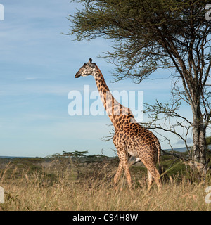 Giraffe im Serengeti Nationalpark, Tansania, Afrika Stockfoto