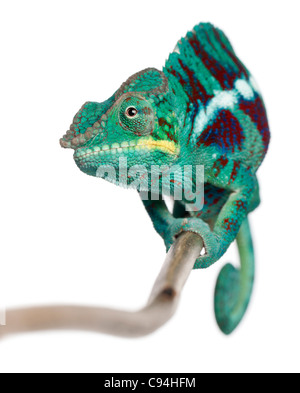 Panther Chamäleon Nosy Be, Furcifer Pardalis, vor weißem Hintergrund Stockfoto